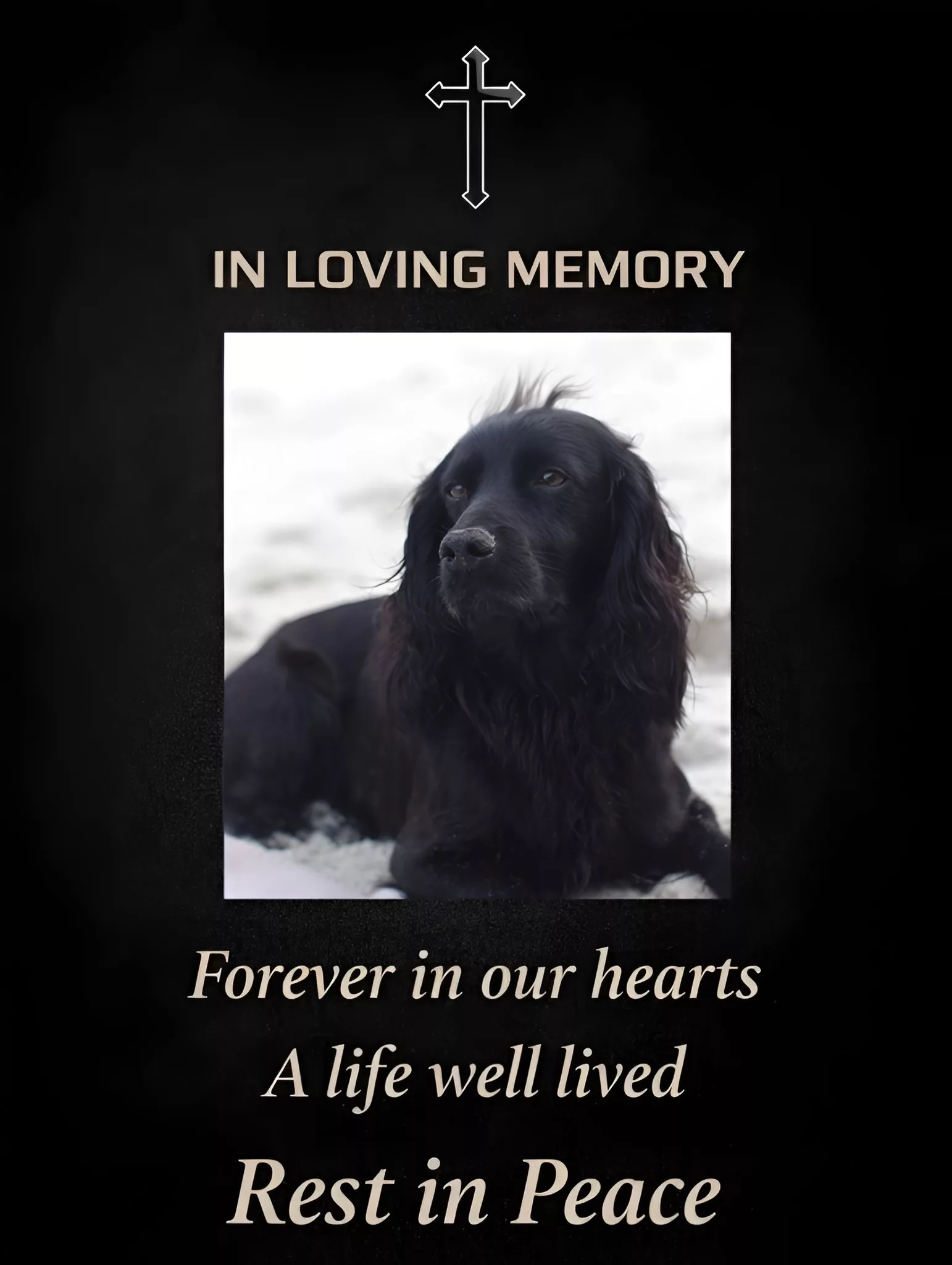 Cover Image for Tragic Loss: The Entire Royal Family Mourns as They Announce the Passing of Prince William and Kate Middleton’s Cocker Spaniel, Orla, Who Passed Away at the Age of 6 During Her…
