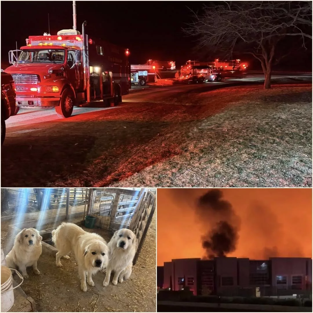 Cover Image for 🚨 CATASTROPHIC INFERNO DEVASTATES NEBRASKA FARM: Dozens of Animals Lost, Lone Puppy Fights for Life After Overnight Blaze