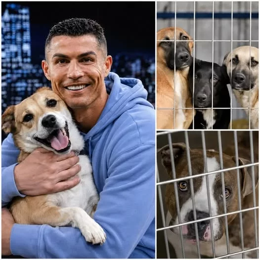 Cover Image for 🚨🐶 CRISTIANO RONALDO TERIA ENTRADO NUM PEQUENO ABRIGO EM PORTUGAL… E O QUE ACONTECEU DEPOIS DEIXOU TODOS SEM PALAVRAS! 😱❤️ Sem câmaras. Sem imprensa. Apenas 39 cães abandonados e um abrigo que, segundo a história que circula, estava a poucas horas de fechar as portas. Entre todos os animais, um cão idoso chamado Buddy chamou especialmente a atenção de Ronaldo. 👀 O que terá acontecido naquele encontro? Na manhã seguinte, o cenário seria completamente diferente: comida, medicamentos, brinquedos e novas camas começaram a chegar. E Buddy? A história afirma que Ronaldo tomou uma decisão que ninguém esperava… 🥹 🔥 Mas será que este gesto discreto de CR7 realmente aconteceu? A história completa está a surpreender os fãs.